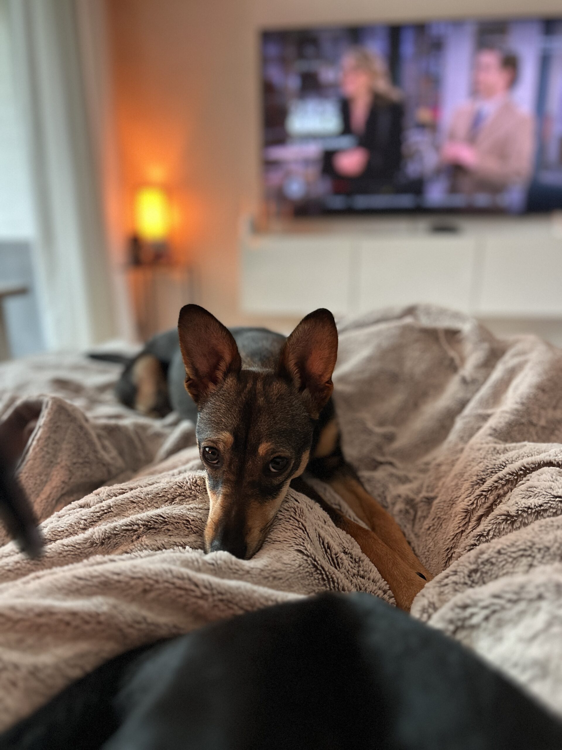 Hündin Flora sucht ein Zuhause