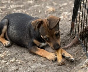 Hündin Flora adoptieren
