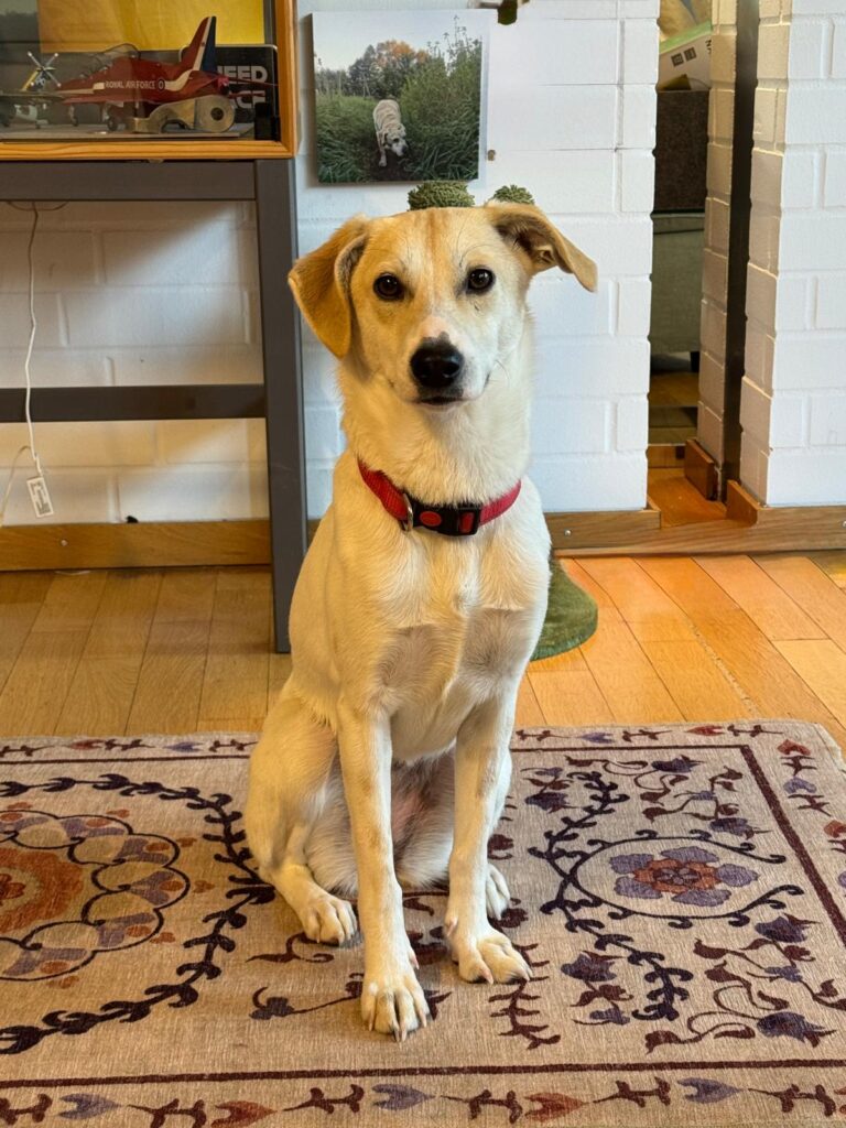 Adoptiere Hündin Soba