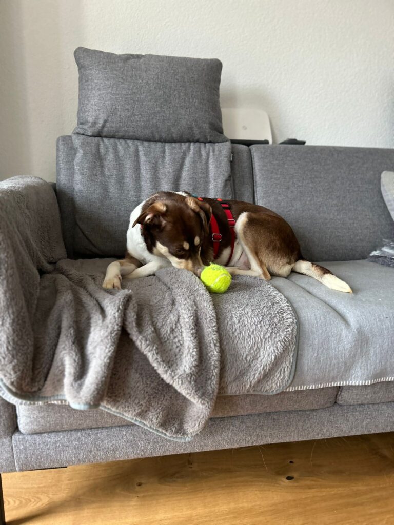 Filini-jetzt adoptieren