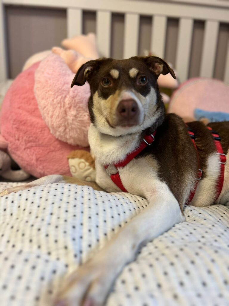 Hündin Filini adoptieren