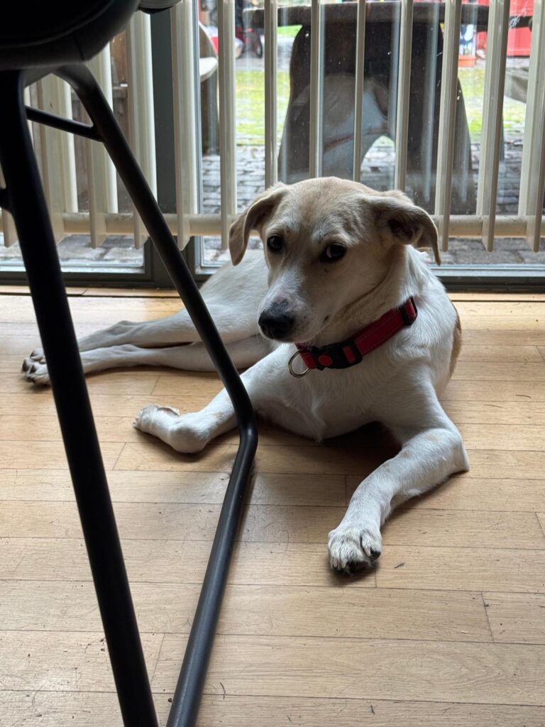 Hündin-Soba-adoptieren