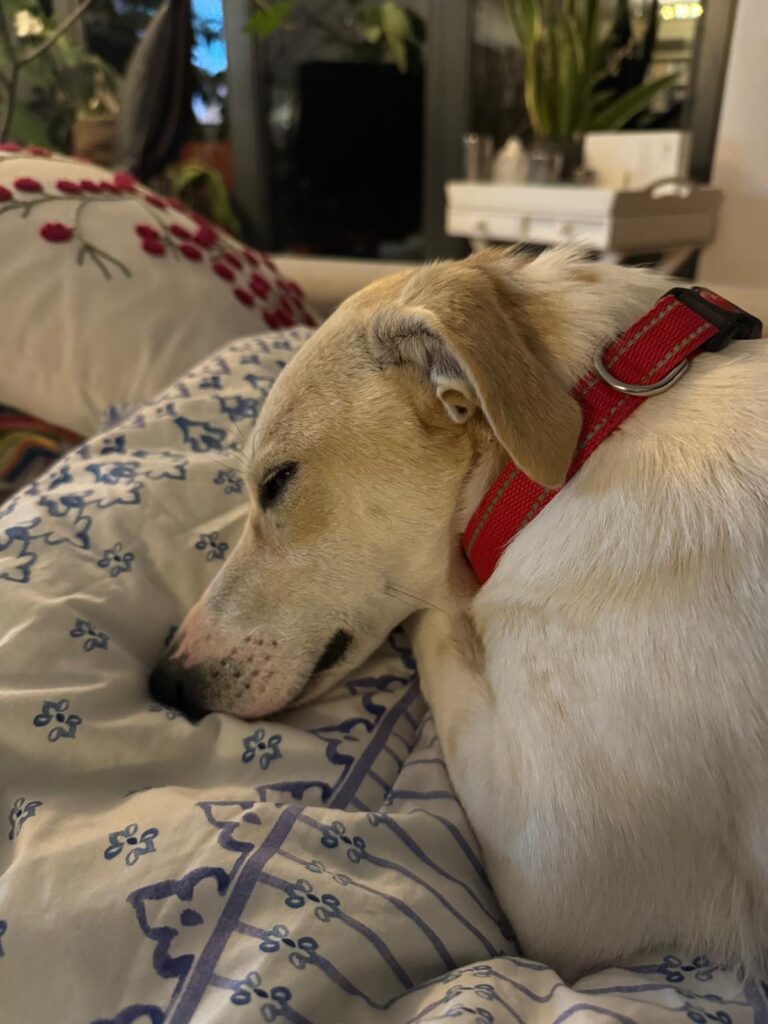 Hündin Soba adoptieren