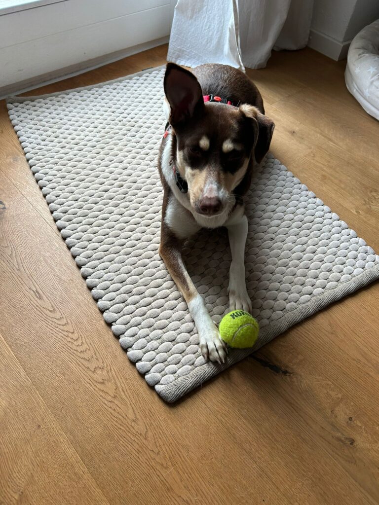 Hündin-filini-adoptieren