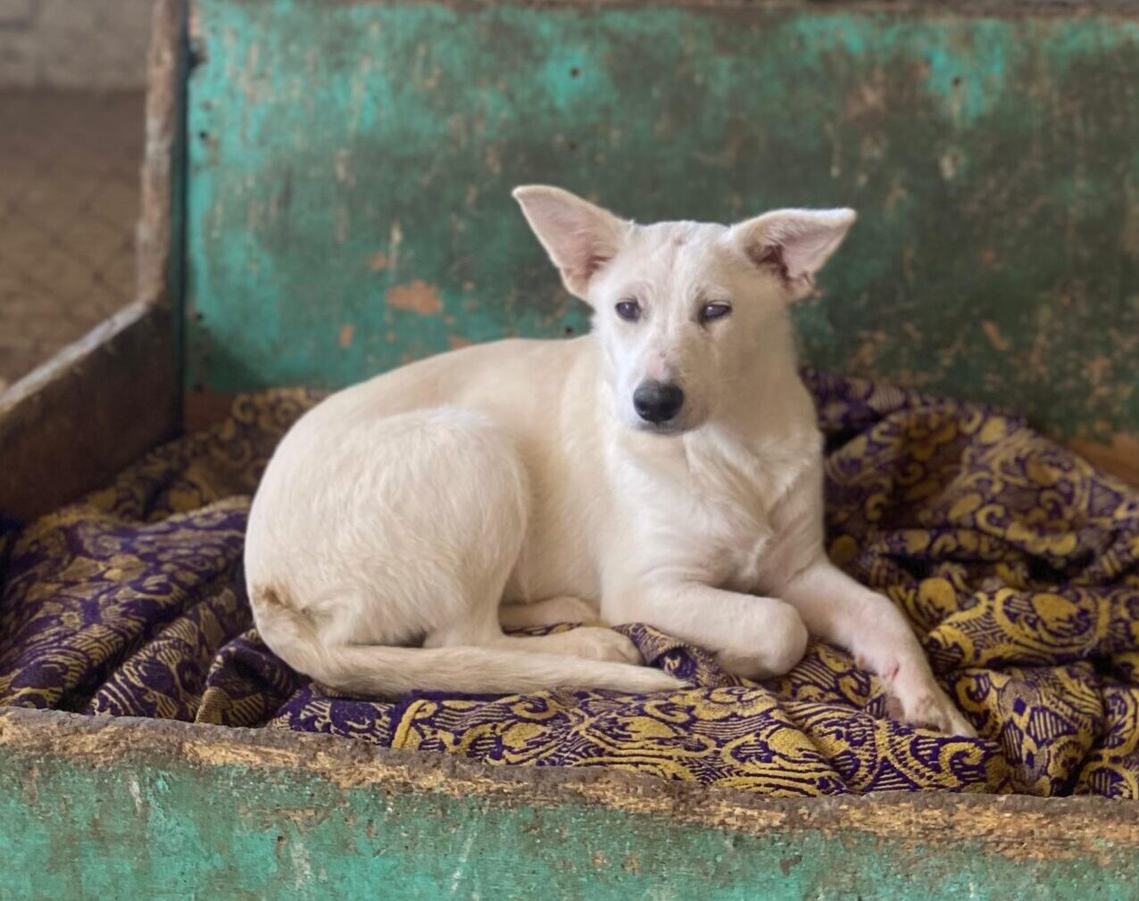 Hündin Merle adoptieren