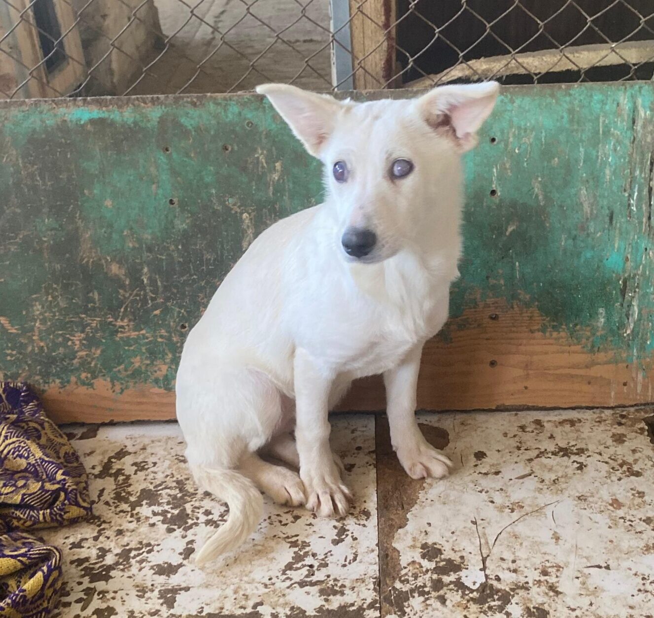 Hündin Merle adoptieren