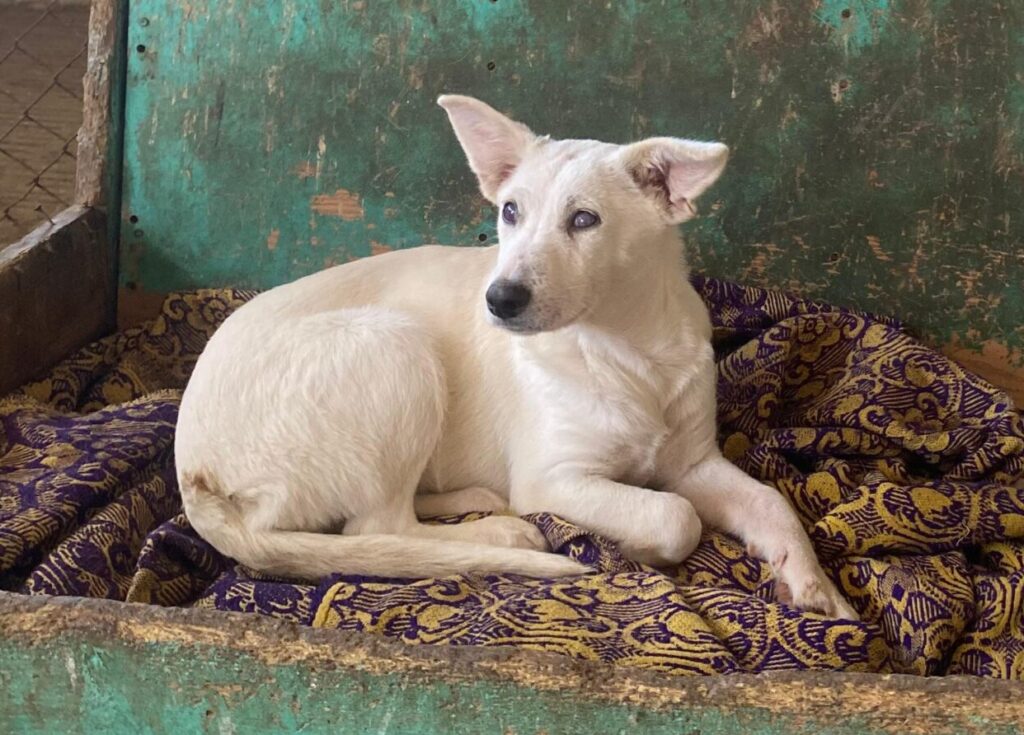 Hündin Merle adoptieren