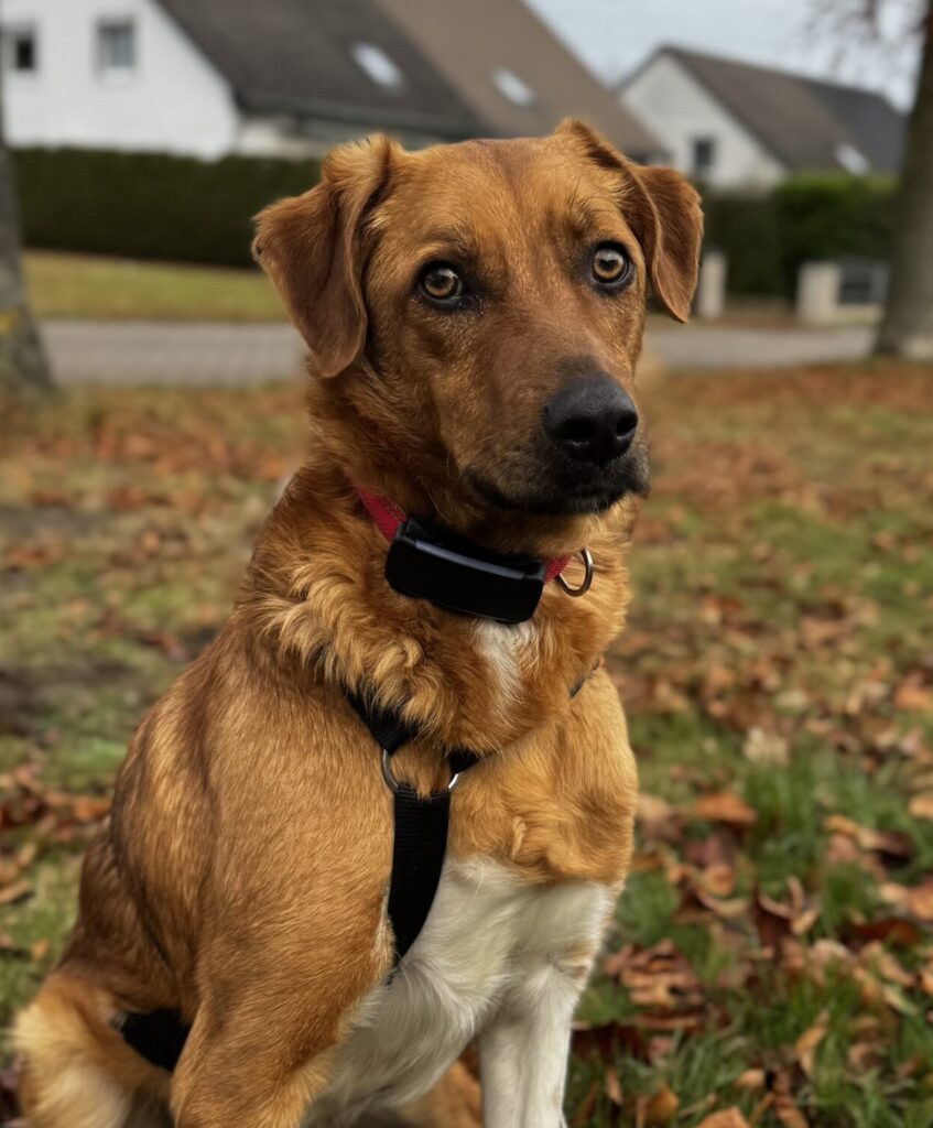 Rüde Paccheri adoptieren