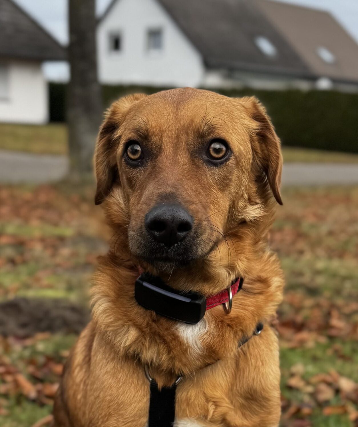 Rüde Paccheri adoptieren