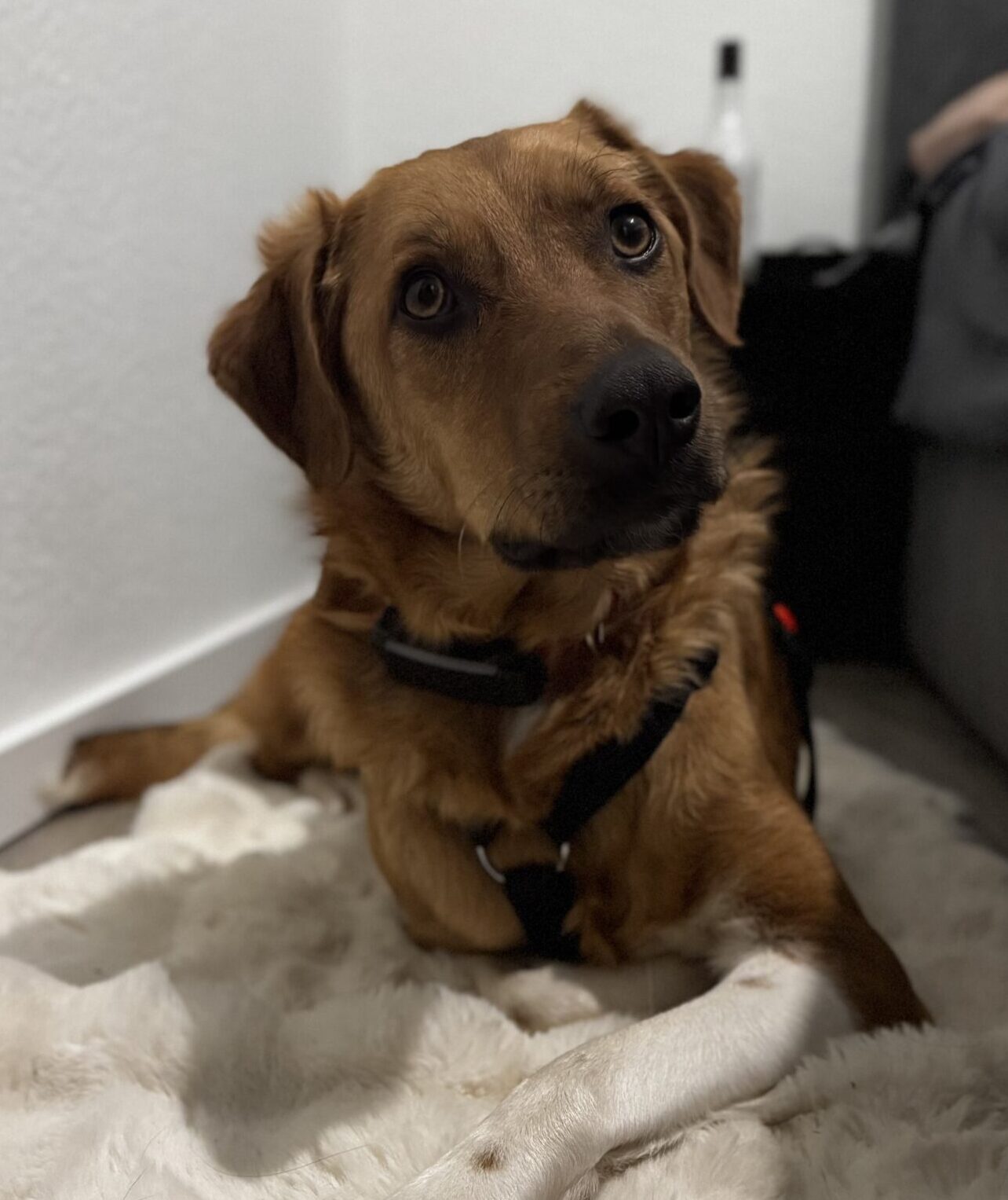 Rüde Paccheri adoptieren