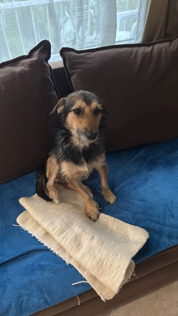 Rüde Loopi adoptieren