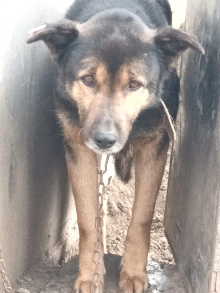 Rüde Rio adoptieren