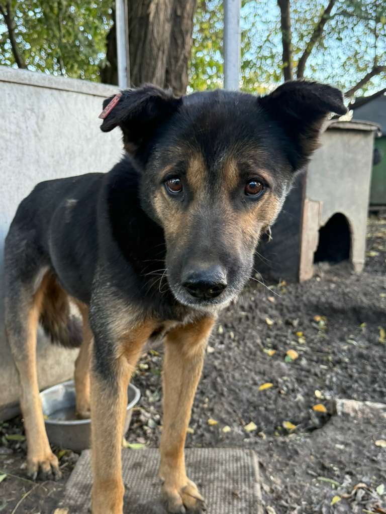 Rüde-Rio adoptieren