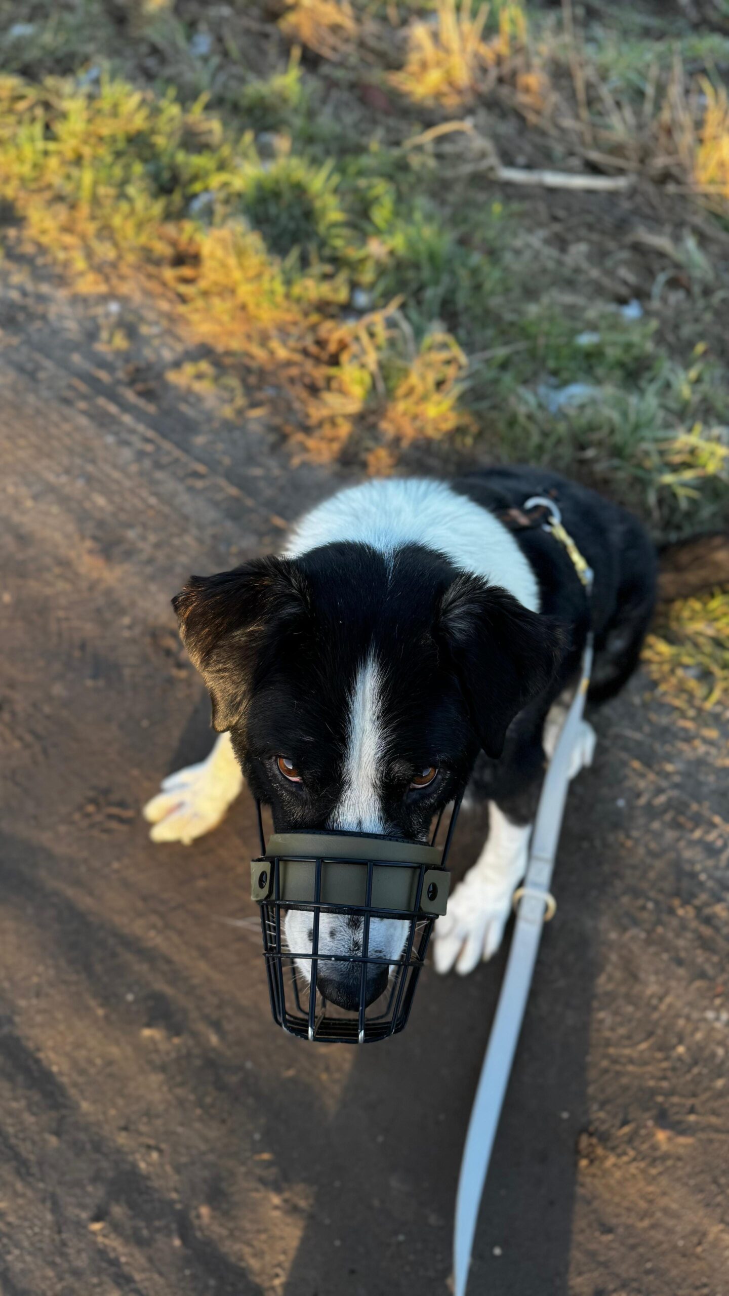 Rüde Michael adoptieren 