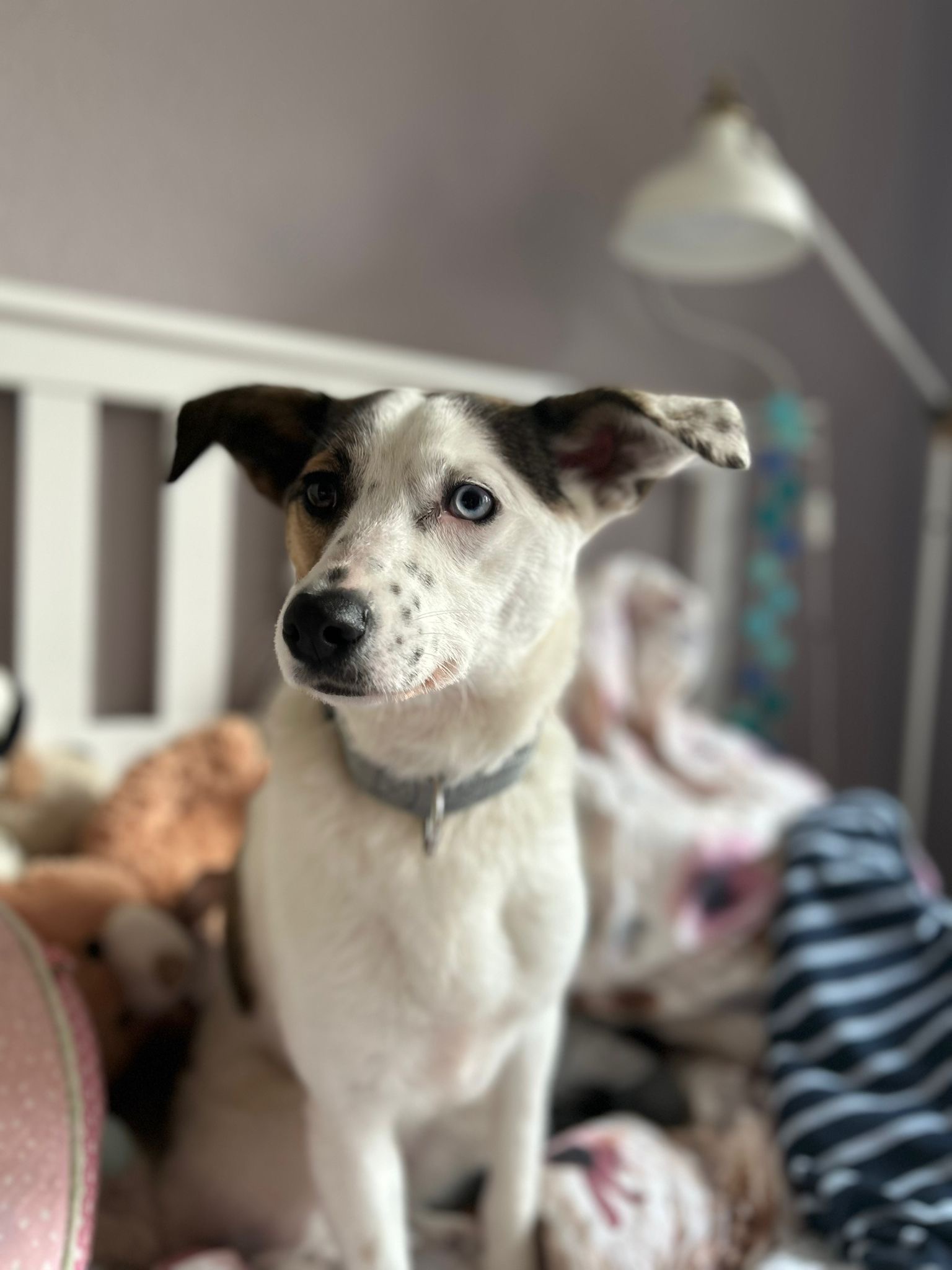 Hündin Zadra adoptieren