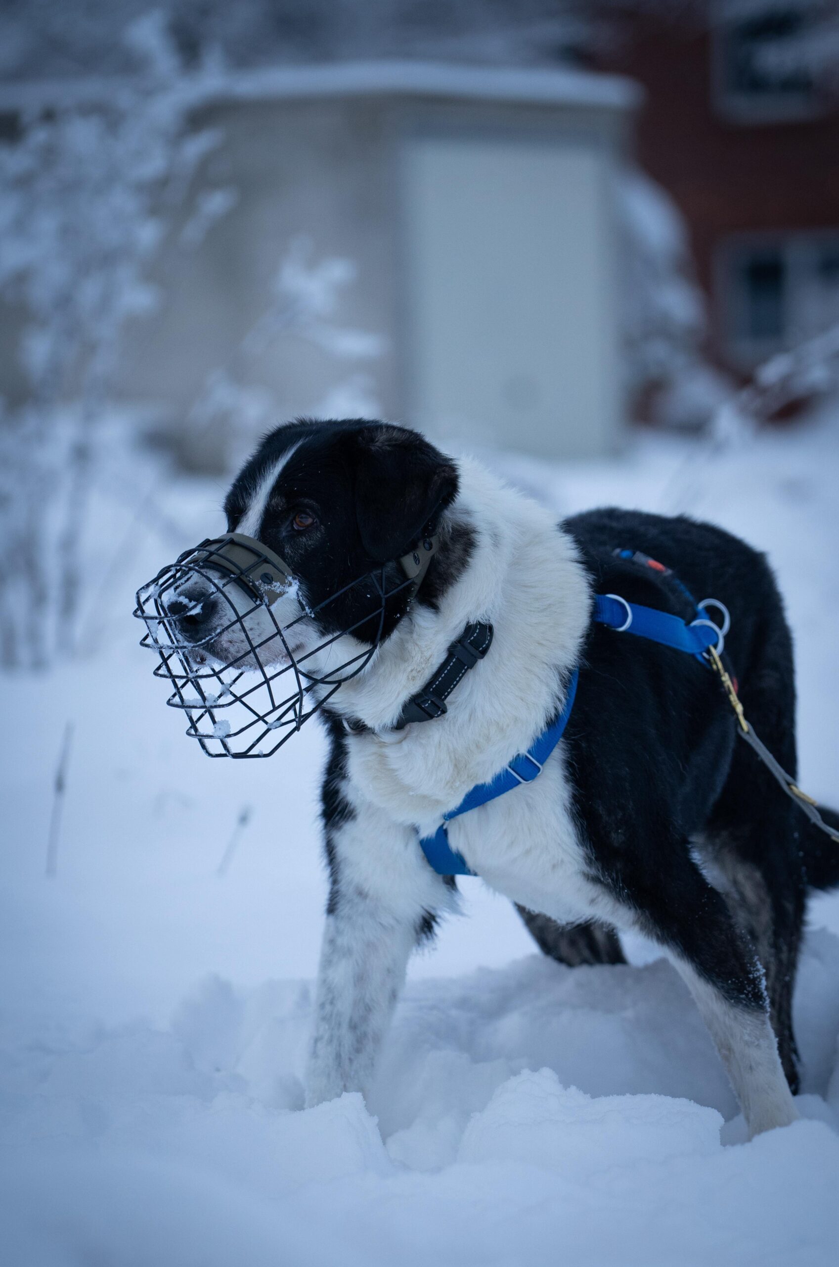 Rüde Michael adoptieren 