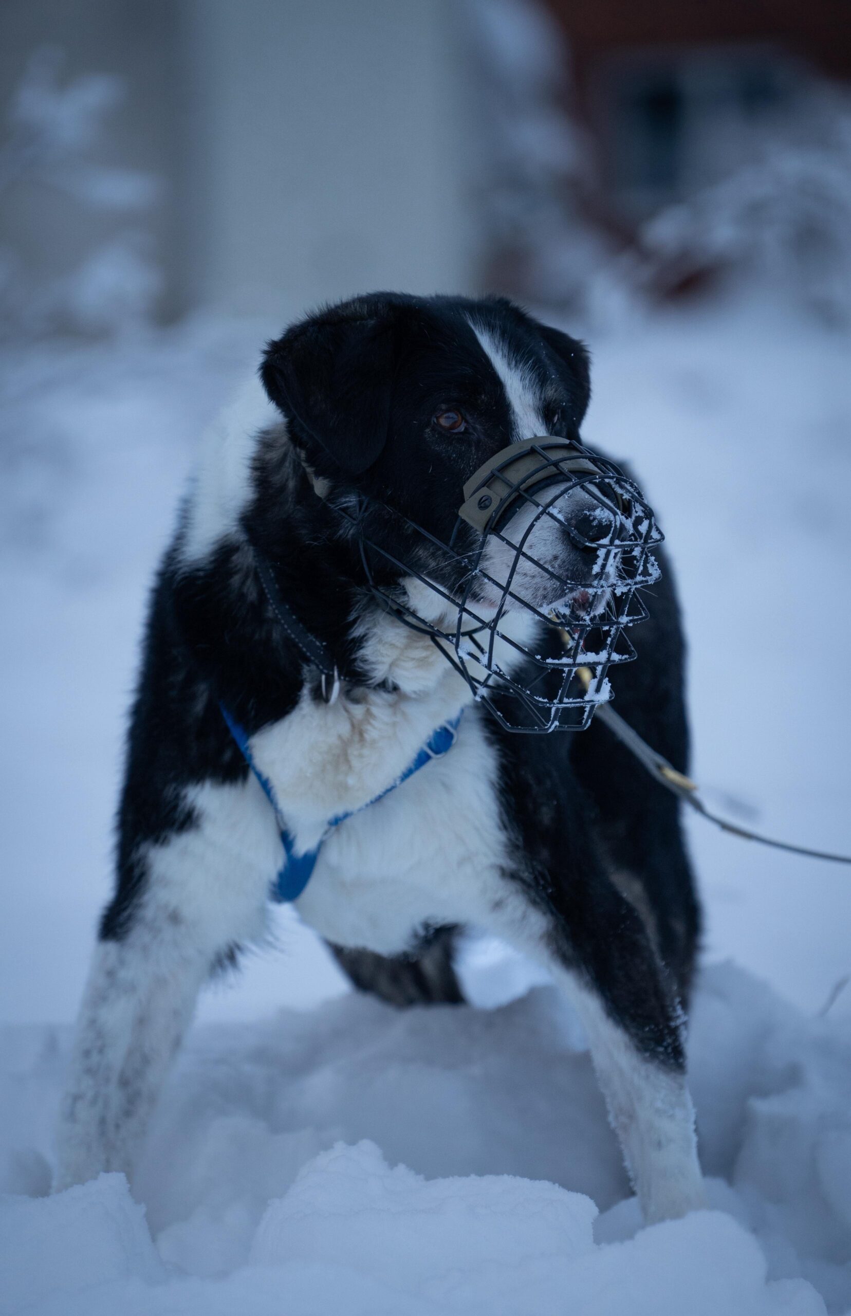 Rüde Michael adoptieren 