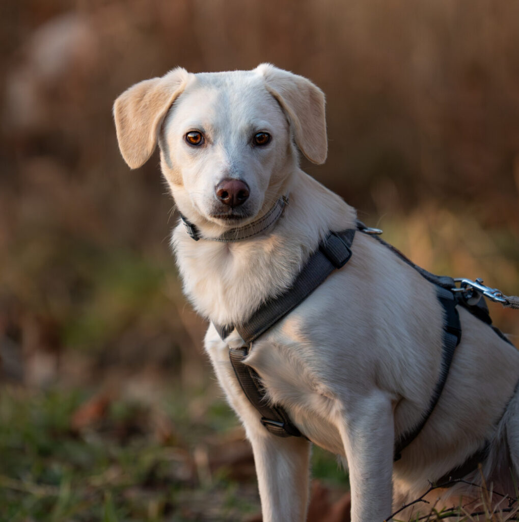 Rüde Gennaio adoptieren