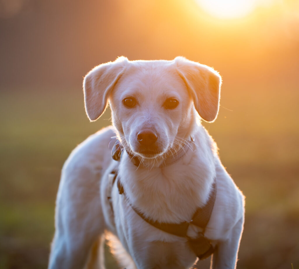 Rüde Gennaio adoptieren