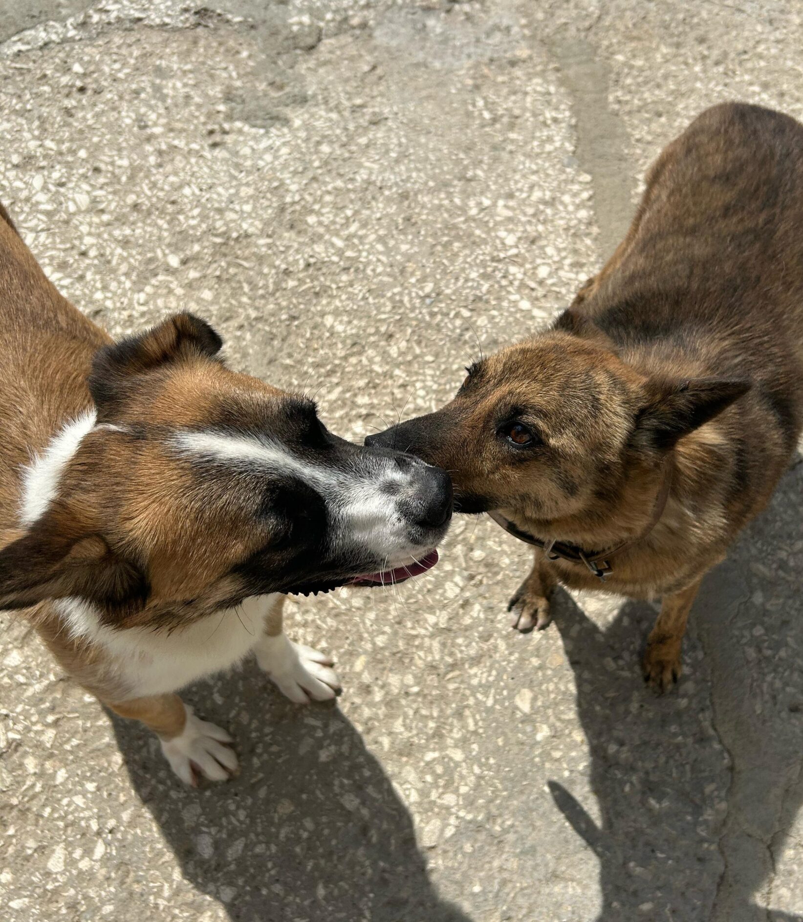 Rüde Clover adoptieren