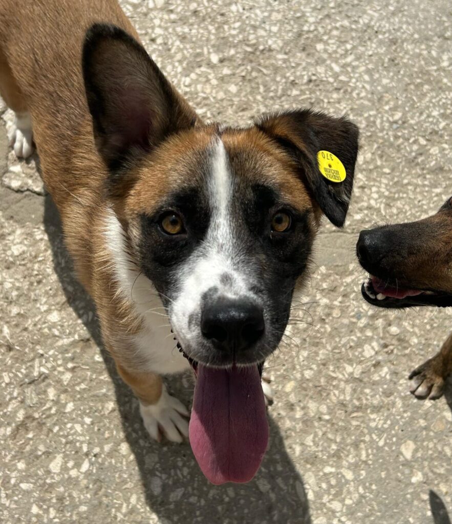 Rüde Clover adoptieren