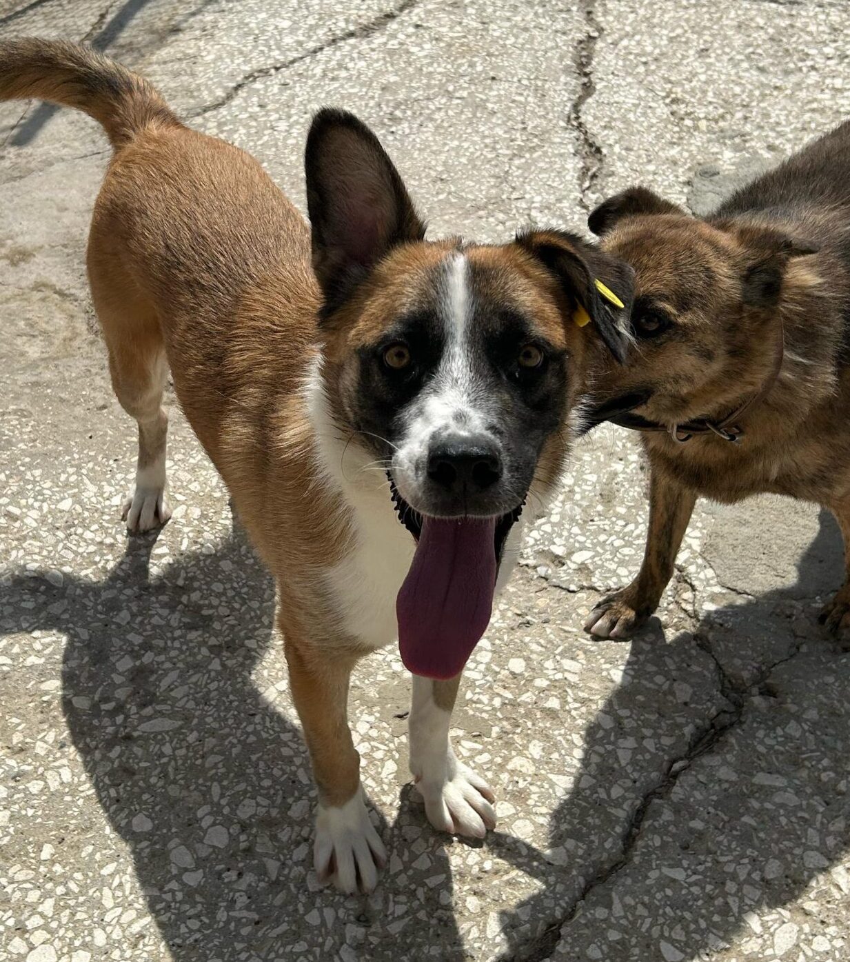 Rüde Clover adoptieren