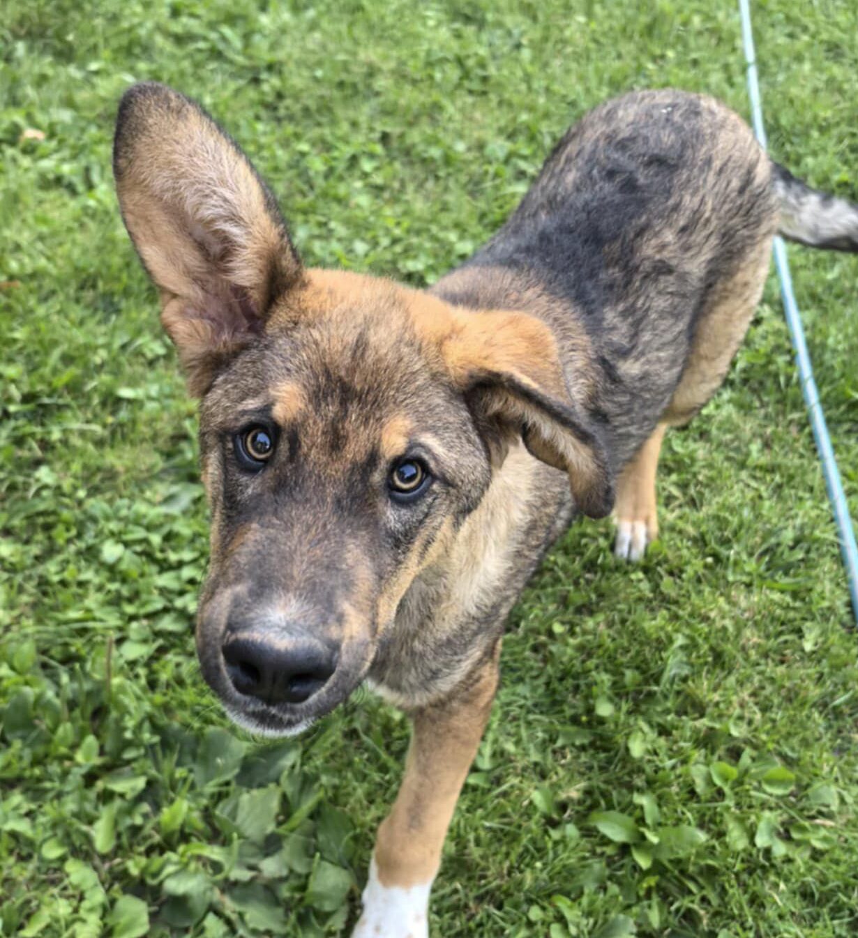 Rüde Pauli adoptieren