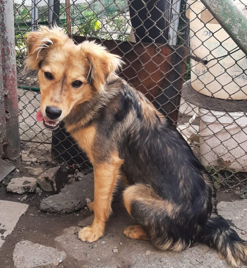 Hündin April adoptieren