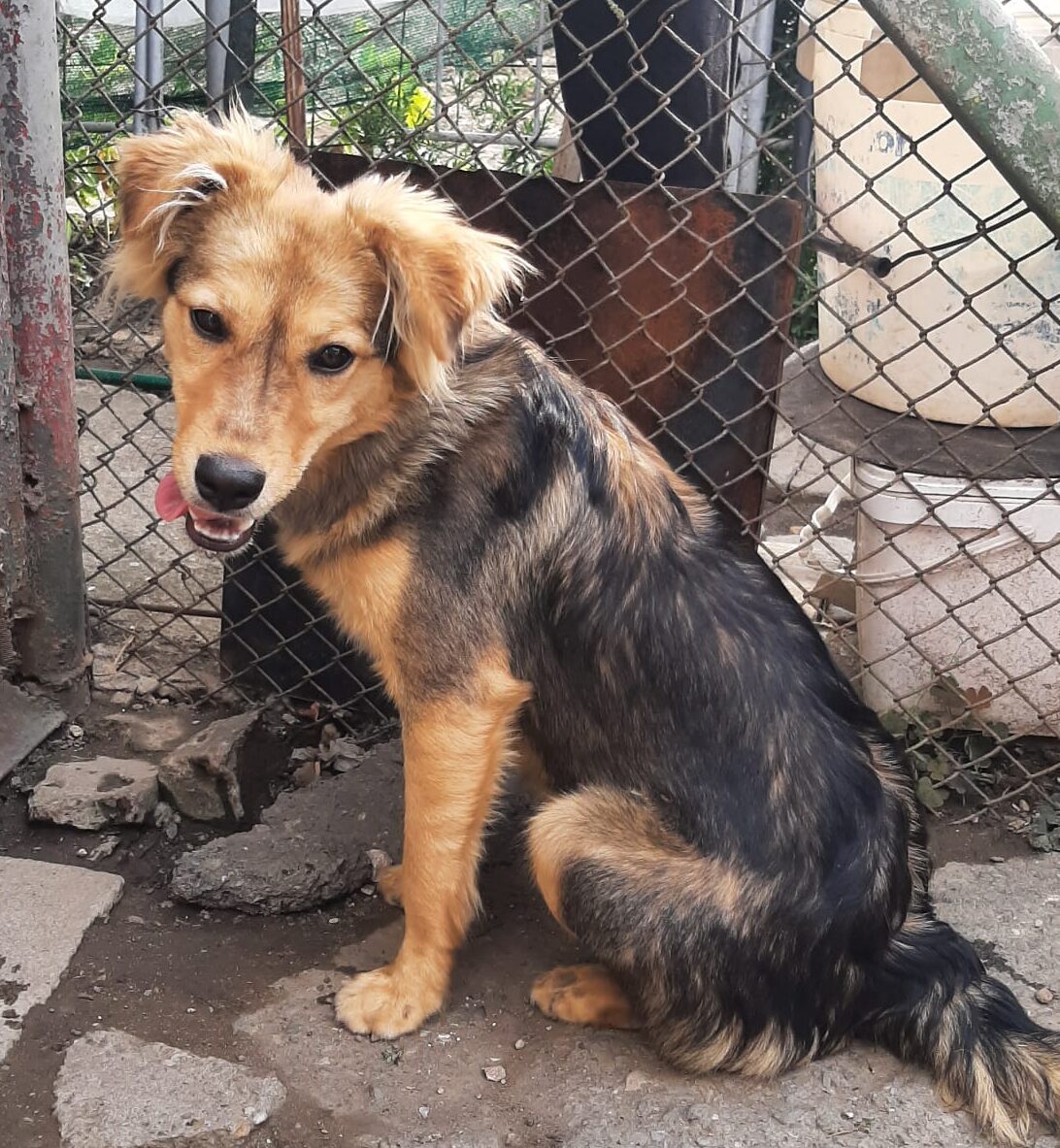 Hündin April adoptieren