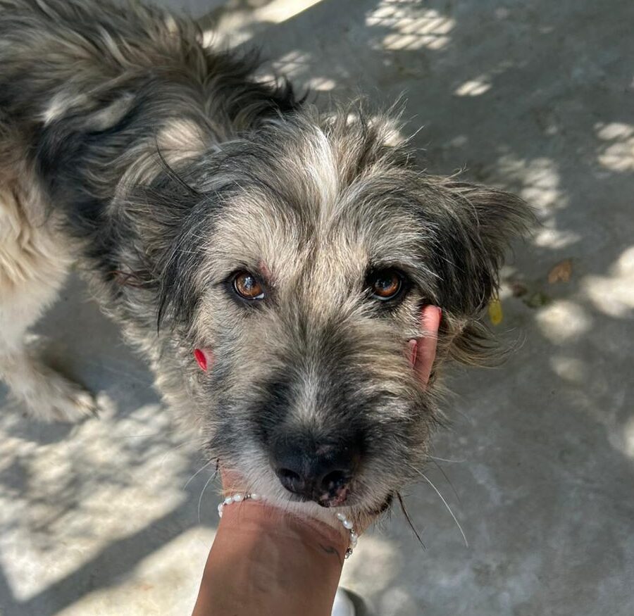 Rüde Twister adoptieren