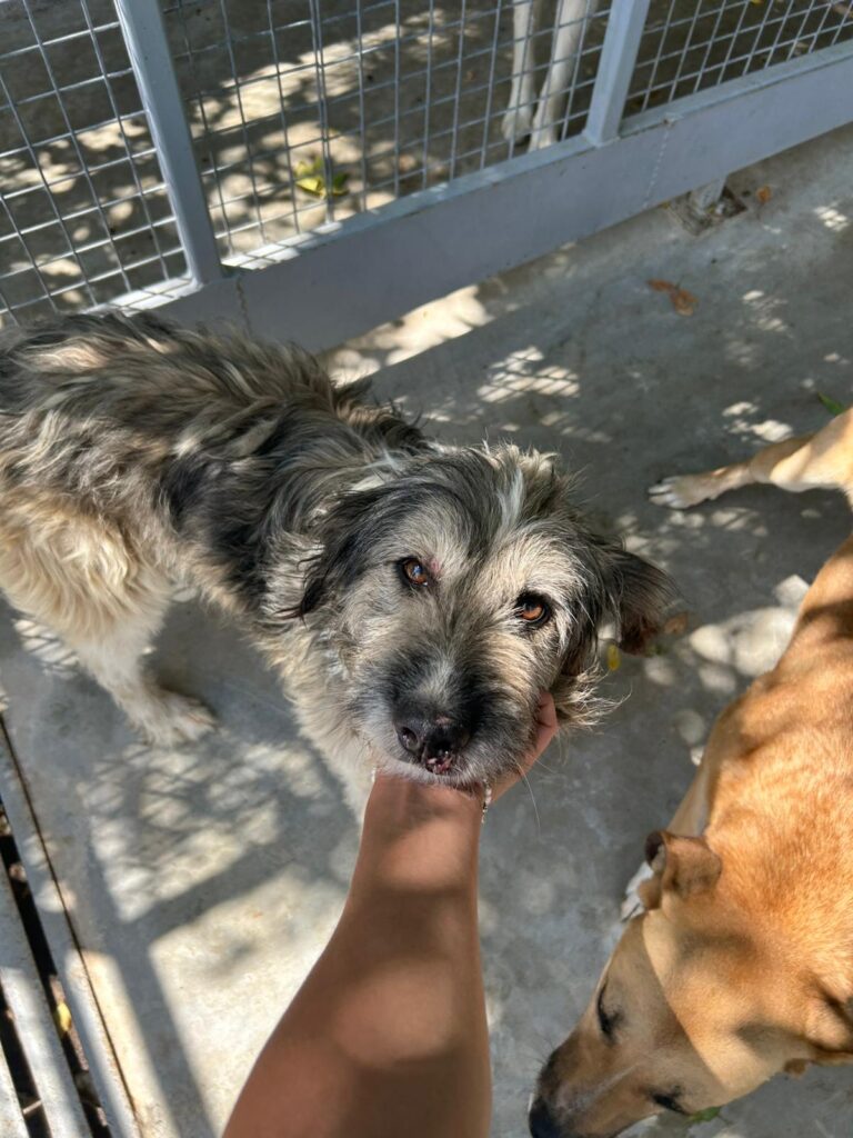 Rüde Twister adoptieren