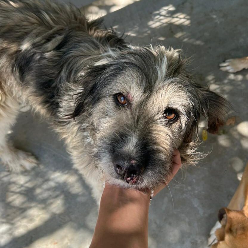 Rüde Twister adoptieren