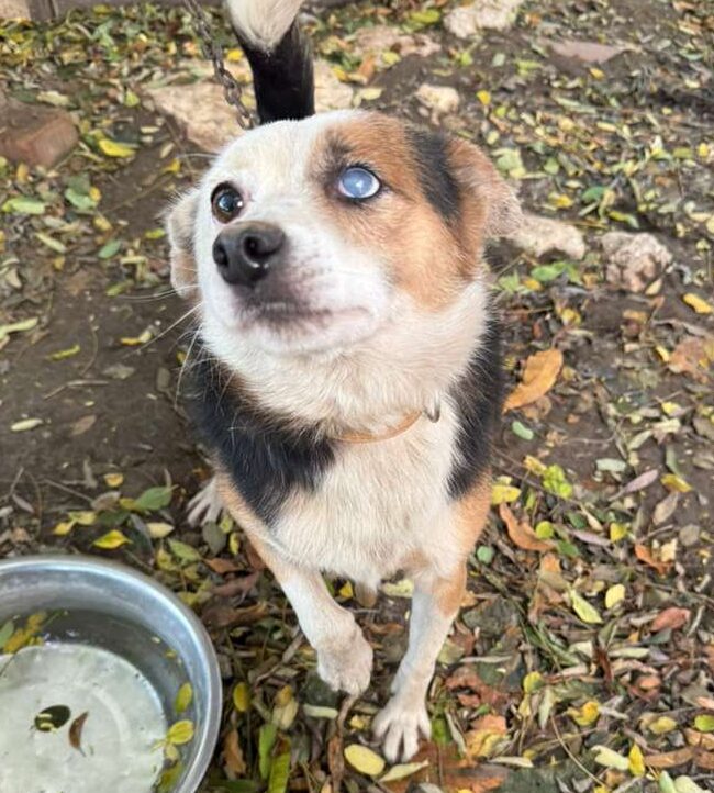 Rüde Haymitch adoptieren