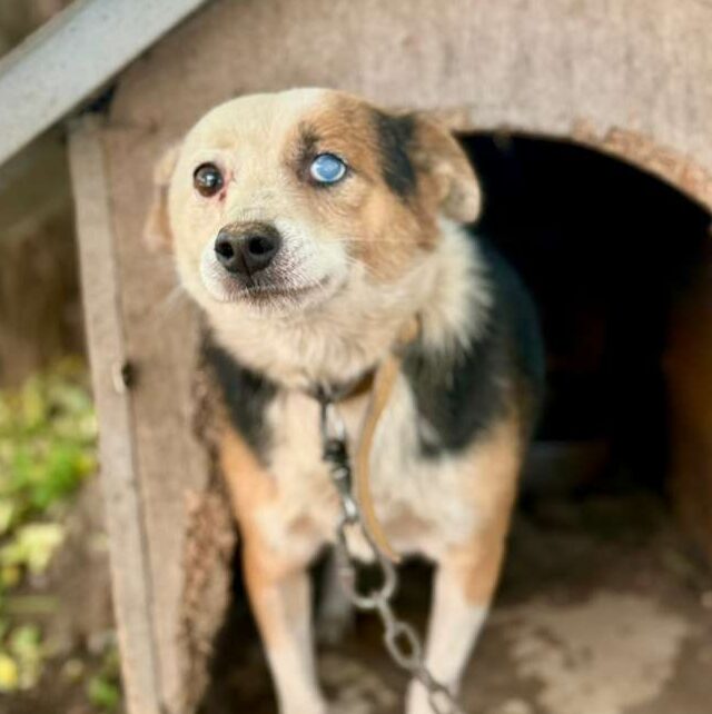 Rüde Haymitch adoptieren