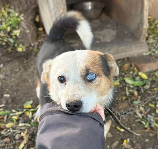 Rüde Haymitch adoptieren