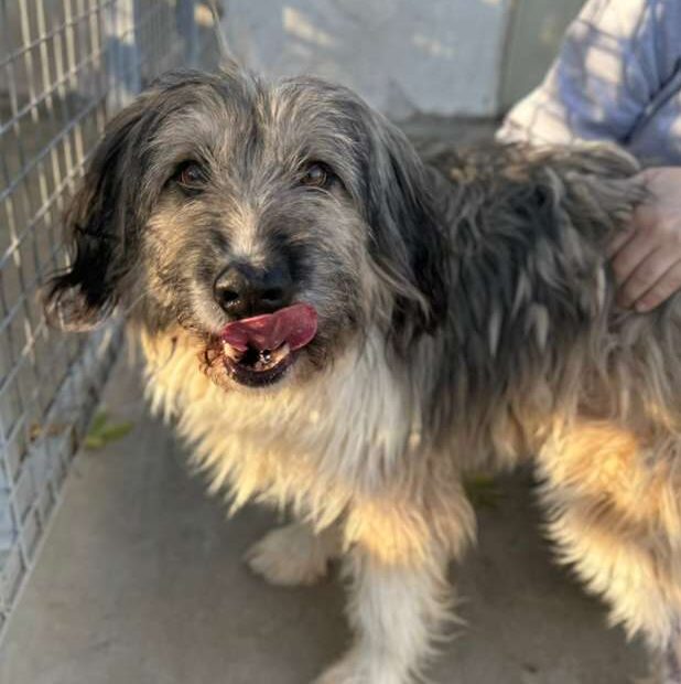 Rüde Twister adoptieren