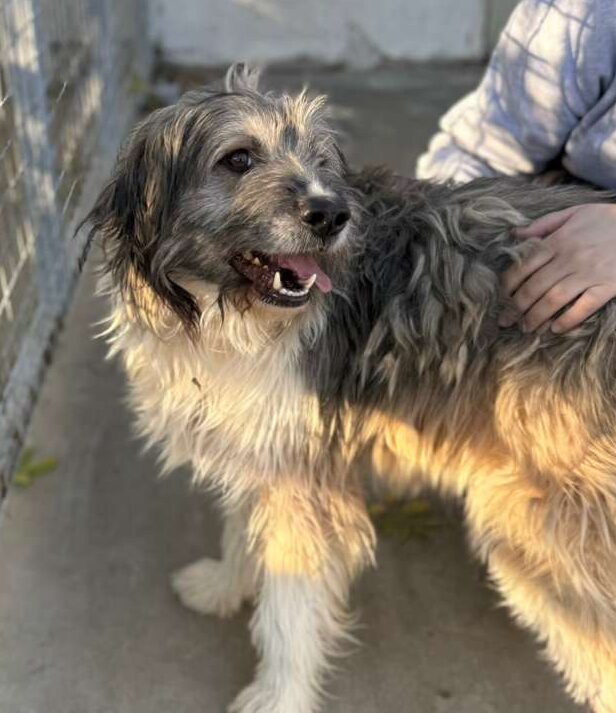 Rüde Twister adoptieren