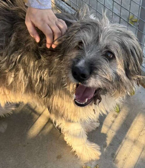 Rüde Twister adoptieren