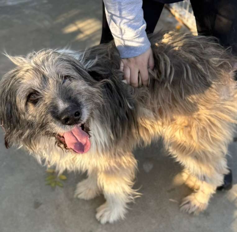 Rüde Twister adoptieren