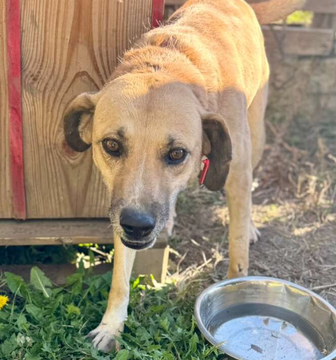 Hündin September adoptieren