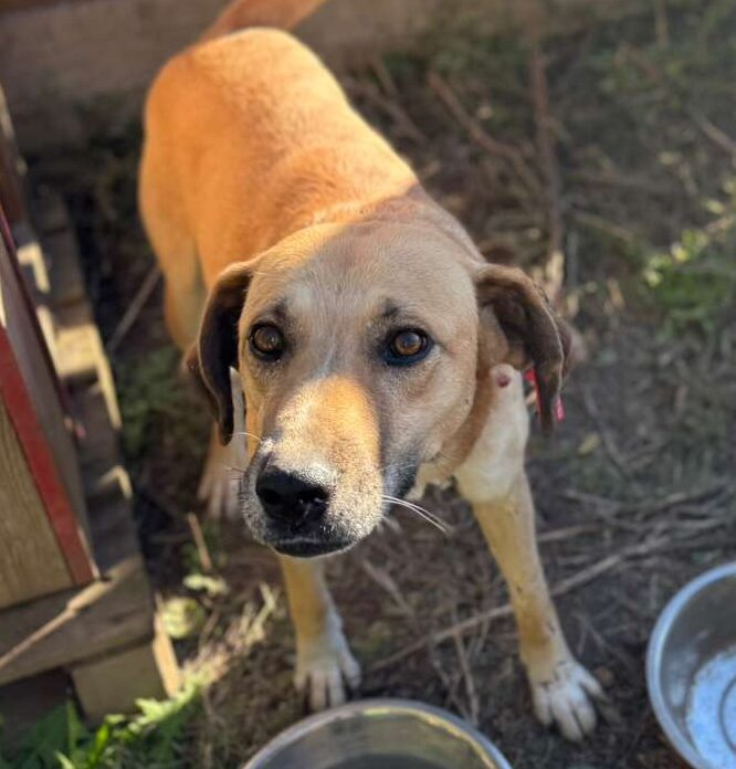 Hündin September adoptieren