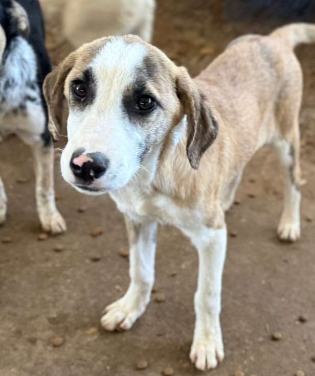 Rüde Summer adoptieren