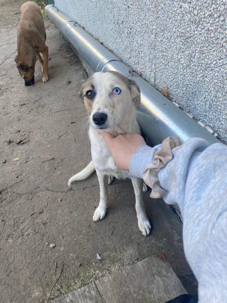 Hündin Zadra adoptieren