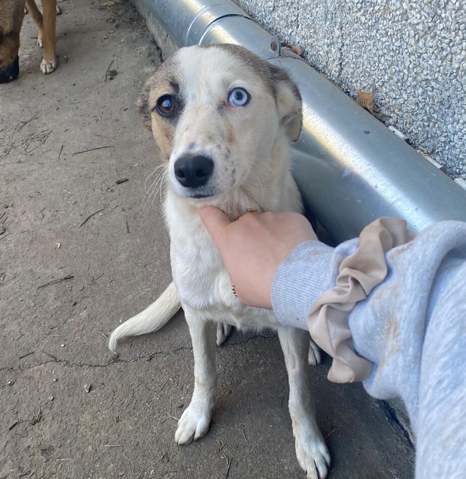 Hündin Zadra adoptieren