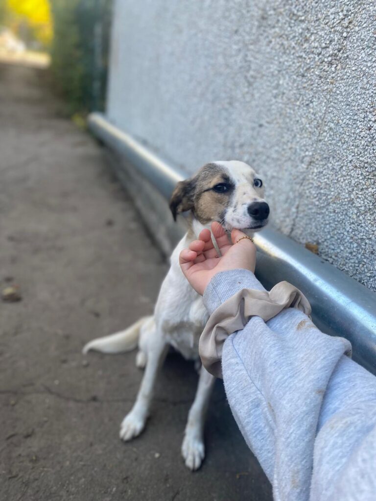 Hündin Zadra adoptieren