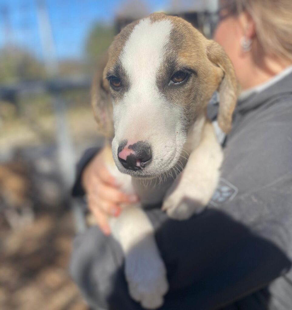 Rüde Summer adoptieren