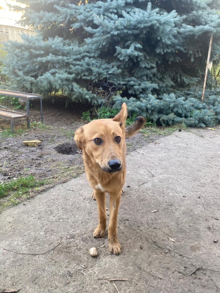 Rüde Voltron adoptieren