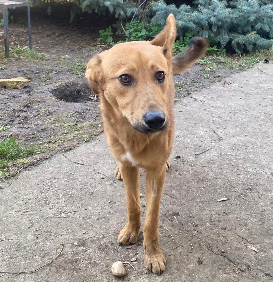 Rüde Voltron adoptieren