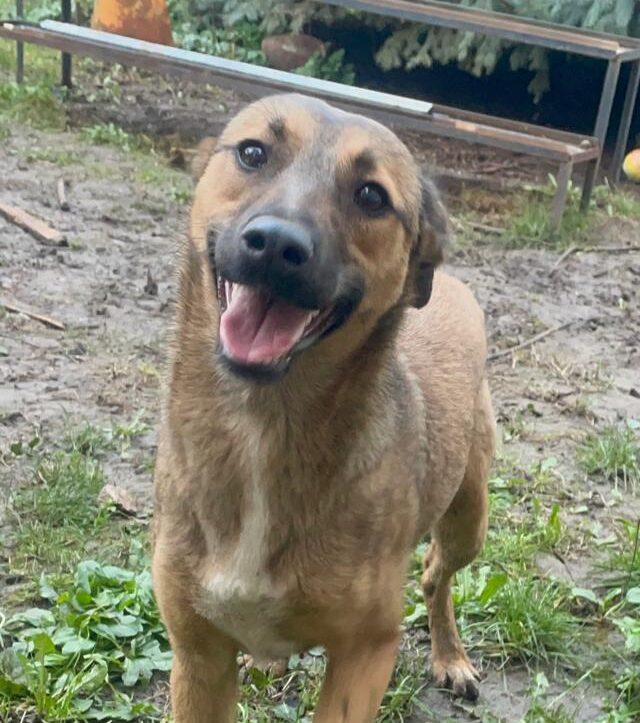 Selma, Hündin adoptieren