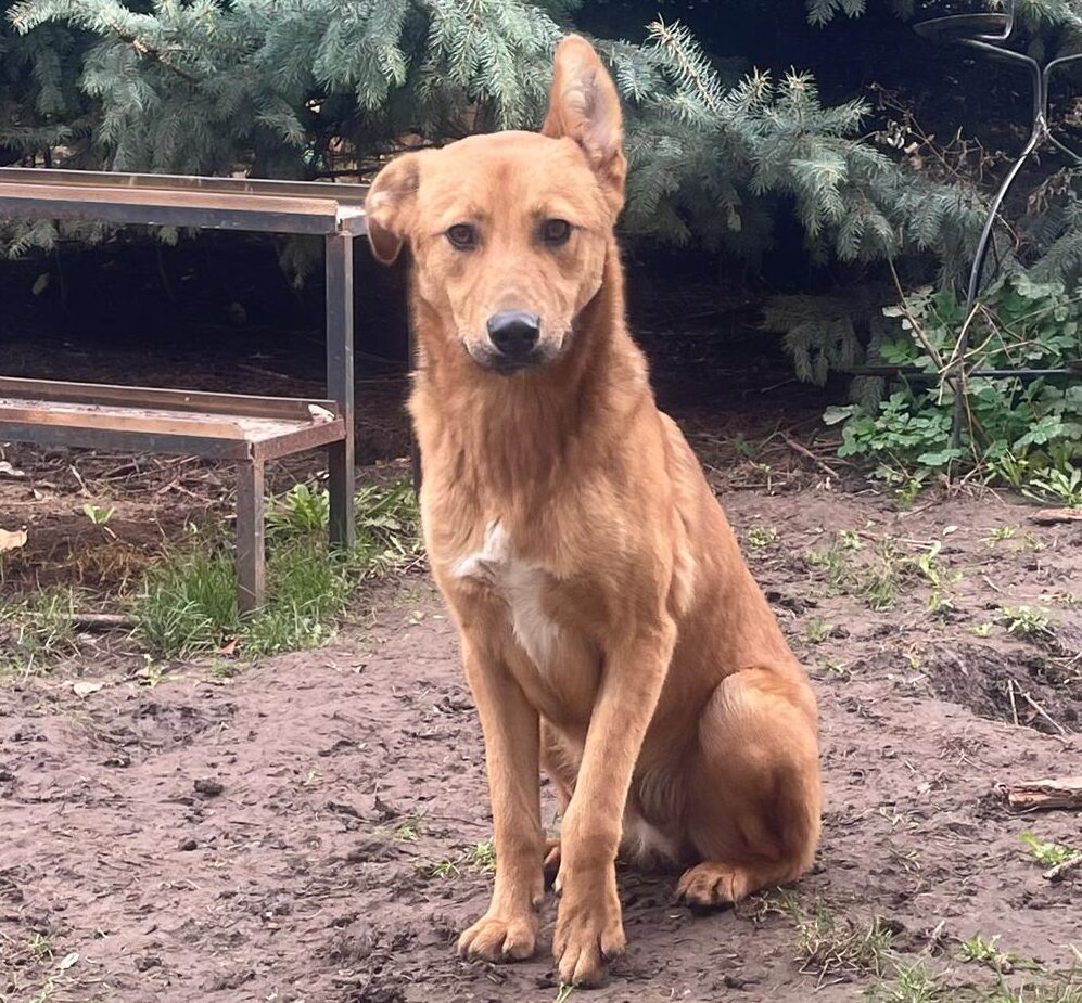 Rüde Voltron adoptieren